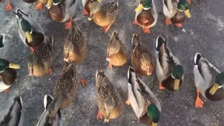 The Duck Lord