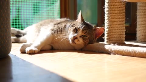 Cute Cat NCS No Copyright Cat Sleeping Video Download Copyright free cat video for Rumble Videos