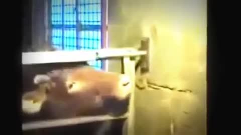 Smart Cow Escape