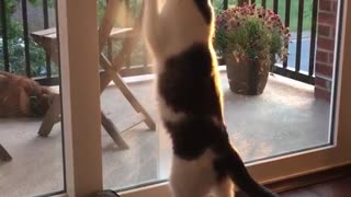 Cat paws a glass door