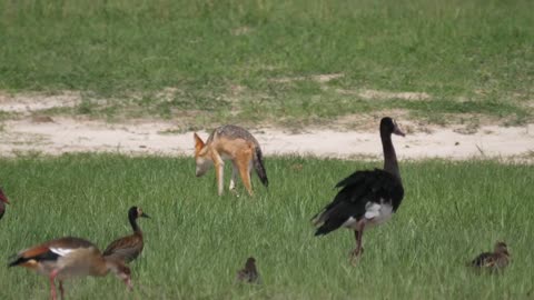 Black-backed jackal walking around White-faced whistling ducks