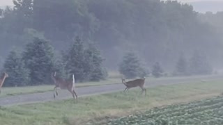 Deer in the fog of the morning