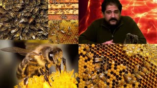 BANNED on Youtube: Bees, Bee Keepers, Mystery Schools, Bees Wax Alchemy in Tool Creation, Clearing