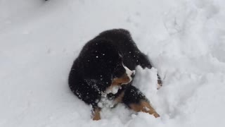 Summit Loves Playing in Snow