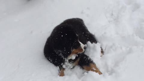 Summit Loves Playing in Snow
