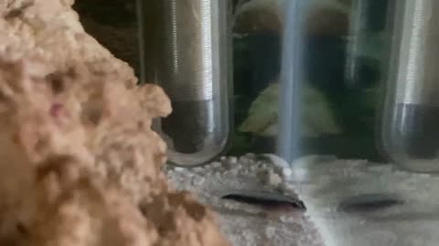 Neon Blue Goby fight self in new tank