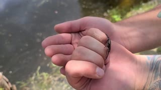 Cute little crab, what kind it is?