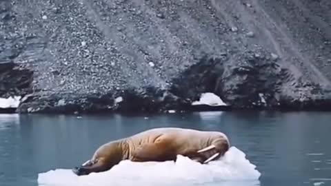 seals sleeping on the ice