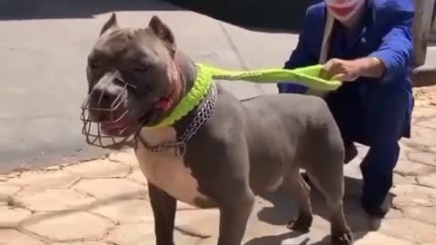 American bully | Pitbull🔥dog status | Pitbull lover😍| Pitbull dog fight scene | Dangerous dog breeds