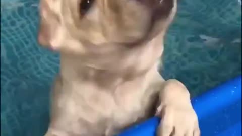 Funny Dogs Love Swimming - Puppy Videos