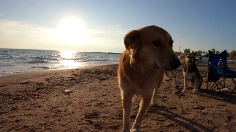 Beautiful dogs have fun at the beach