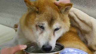 Japan's ageing dogs retire in style