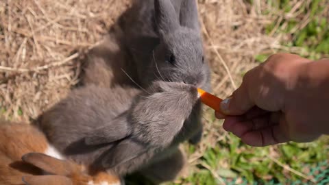 Sweet Couple of Baby Rabbits Eating Carrot. Love to Animals