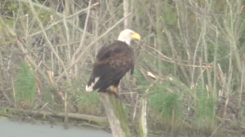 223 Toussaint Wildlife - Oak Harbor Ohio - Eagle Waiting For Another Chance