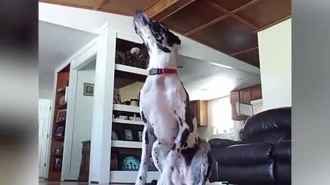 Try not to laugh at this ultimate Funny Dog Video Compilation