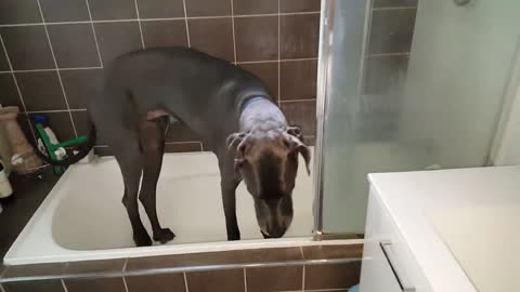 Great Dane knows exactly what to do for bath time