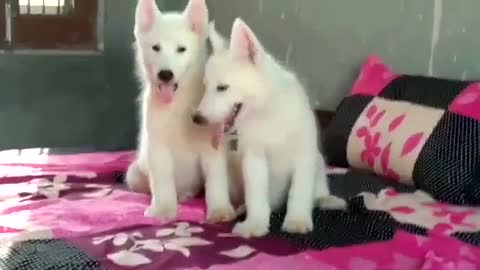 White husky puppy