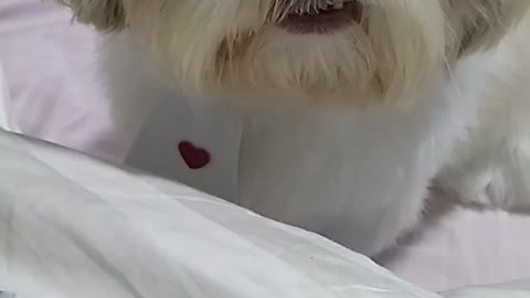 Sleepy Dog Makes a Funny Face