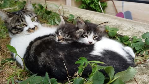 Cute cat family