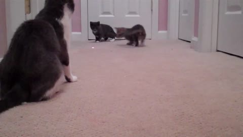 Kittens Introduced to the Laser Pointer