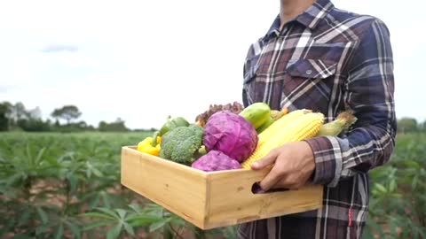 Young Asian Farmer Holding a Box of Organic Vegetables
