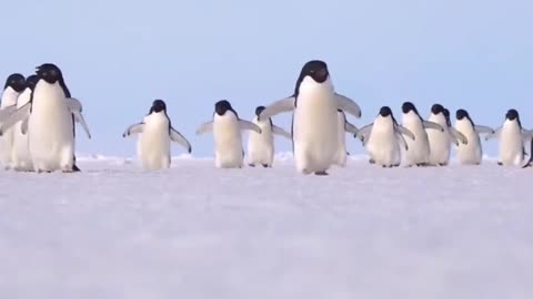 A bunch of silly penguins-3