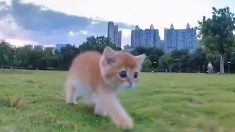 Funny cats meow Baby Little Cute kitten small compilation 2023