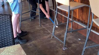 Snake Tries to Belly Up to the Bar
