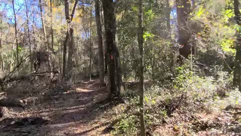 A Video Idiot Hikes the Florida Trail From the Santos Bike Trailhead Southwest
