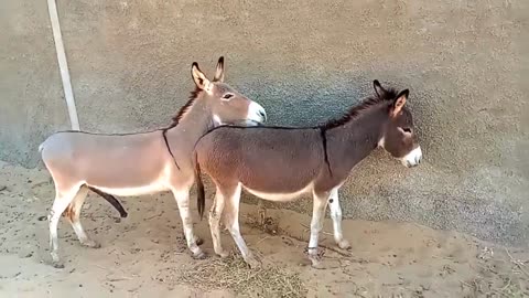 Male donkey meeting with female Donkey video 2