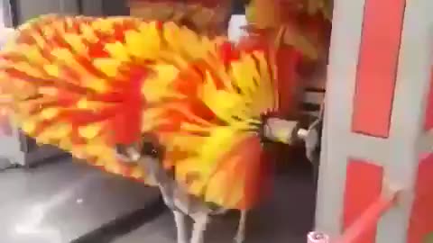 Dog funny video/ 😂funny pet animal