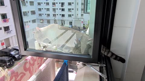 Curious cat leaning out of the windowsill