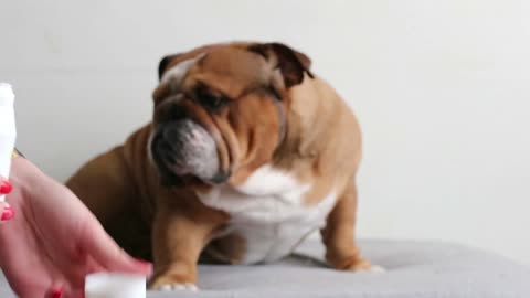 How To Clean an English Bulldog Wrinckles