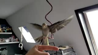 Cocktail bird fluttering in slow motion
