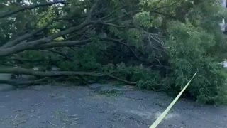 Three trees down multiple cars damaged