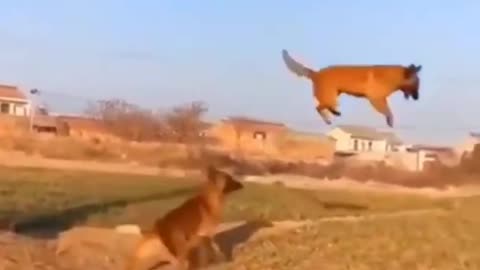 Dog Amazing Jumping video cute dogs