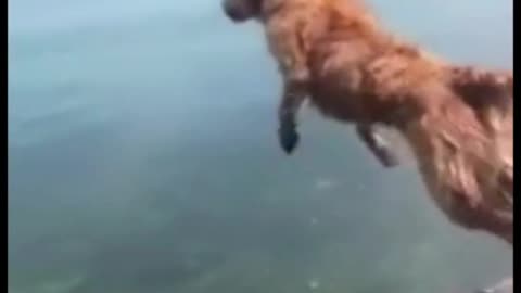 Why The Dog jumped on the river