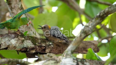 Parrots Attacking a Woodpecker in the Rain Forest