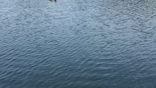 Humber bay bird in water