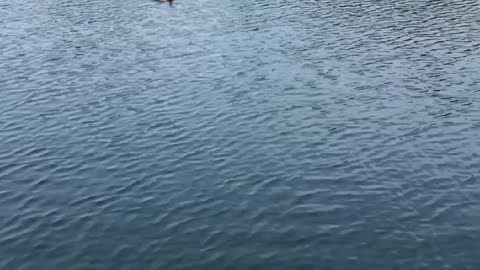 Humber bay bird in water