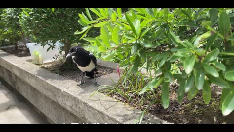 young bird with feathers