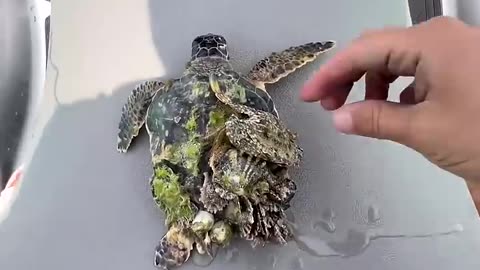 The little turtle swim away so happily