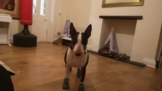 Dougie adorable trying his new boots