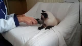 Siamese cat does not like to comb