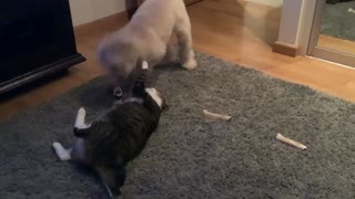 Charlie and Mitten Playing