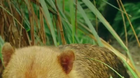 This is not your average pup. Prepare to be amazed by the bush dog - Smithsonian Channel #Shorts