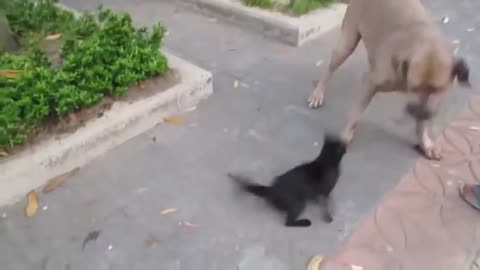 Mom cat save her kitten from dog!!