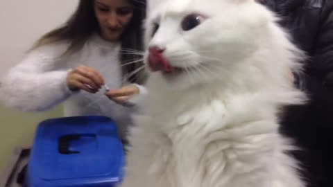 Angry Turkish Cat deactivated by vet