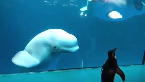 The penguin meets the beluga whales.