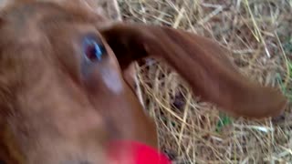 Goat eats a Rose
